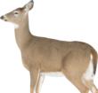 Montana Decoy Company Dreamy Doe Whitetail Deer Decoy 37" x 40" Folding