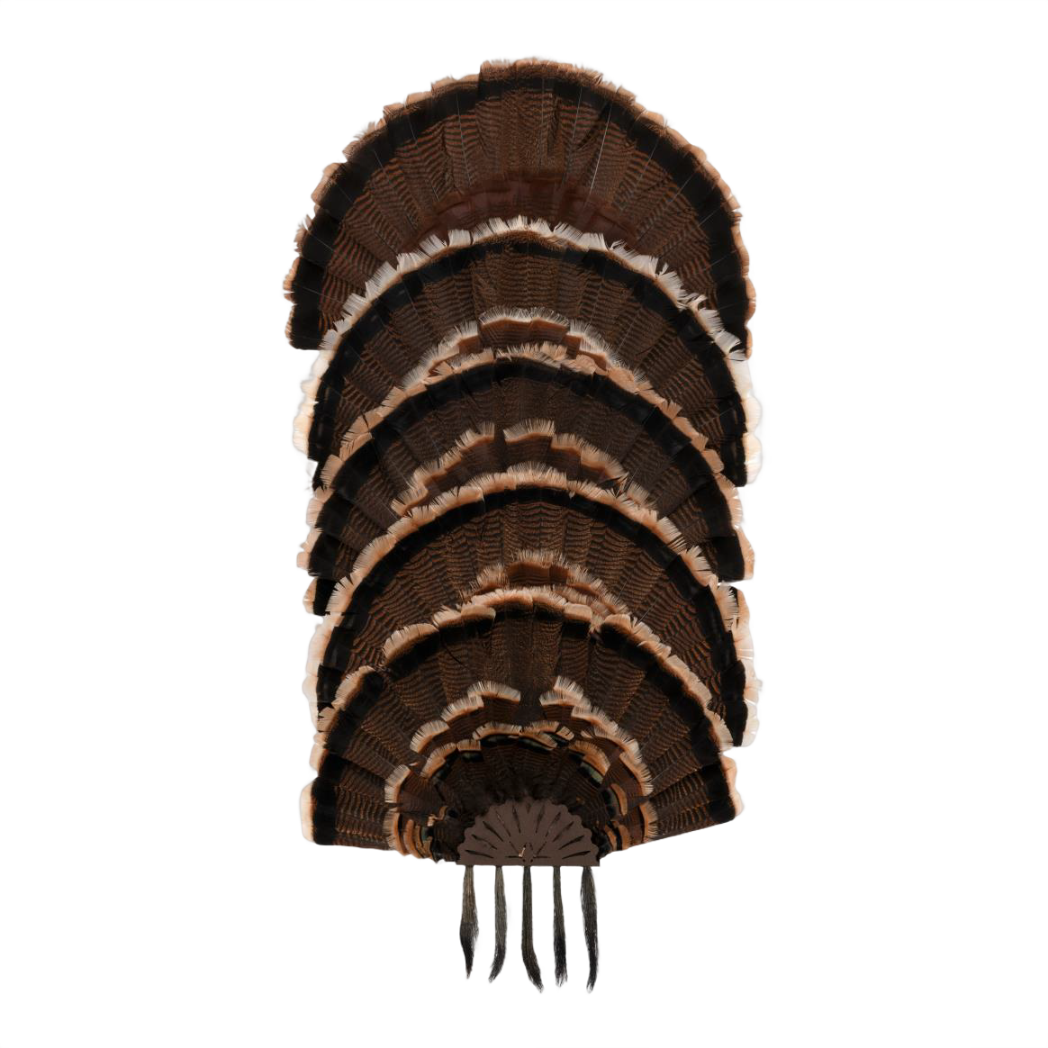 Allen 7258 Turkey Fan & Beard Display Mount 5-Stack with Mounting Hardware — view 2