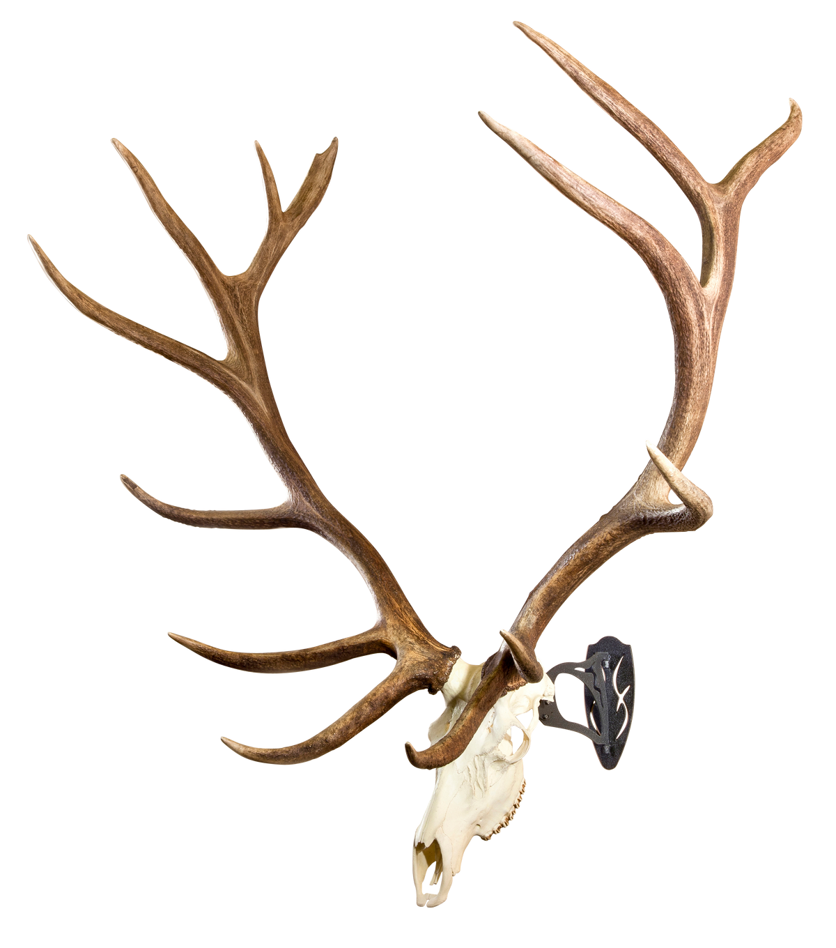 Skull Hooker Big Hooker Large/XL European Skull Mount Steel Graphite Black — view 2