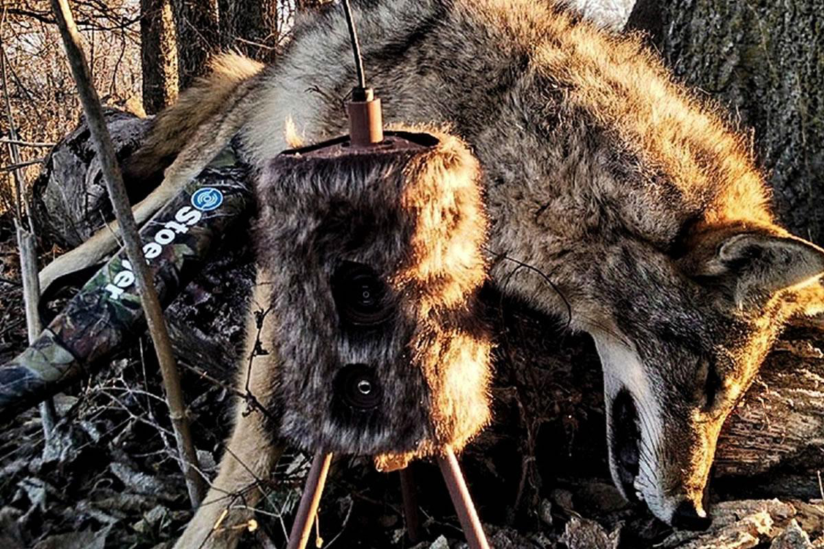 Mojo Outdoors HW2304 Super Critter Predator Decoy - Cottontail Sounds — view 2