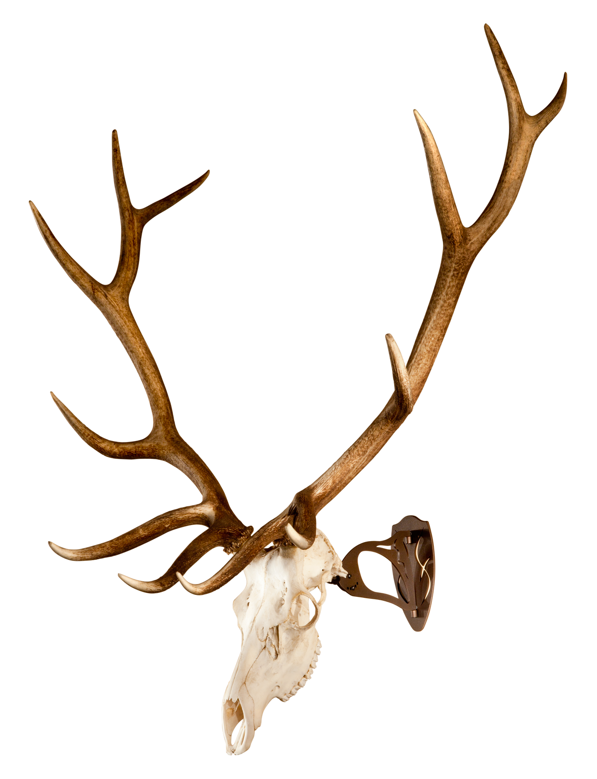 Skull Hooker Big Hooker Steel Robust Brown Large/XL European Skull Mount — view 2