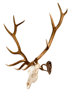 Skull Hooker Big Hooker Steel Robust Brown Large/XL European Skull Mount — view 2