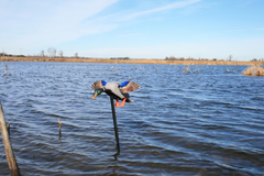 Mojo Elite Series Mini Mallard Drake Motion Decoy - Multi-Color Plastic — view 3
