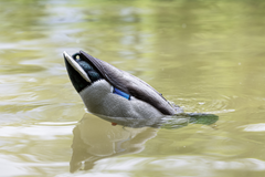 Avian X Tip Up Mallard Feeder Motion Decoy - Multi-Color — view 3