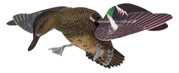 Avian X PowerFlight Hen Green-Winged Teal Spinning Wing Decoy