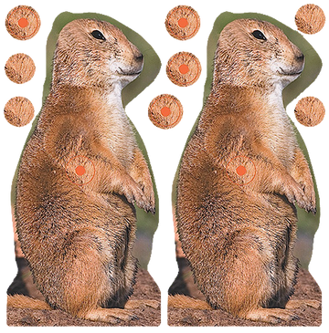 Birchwood Casey Shoot-N-C Reactive 8" Brown Prairie Chuck Target 12 Pack