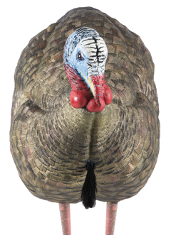 Avian X LCD Half-Strut Jake Turkey Decoy - Dura-Rubber - Multi-Color